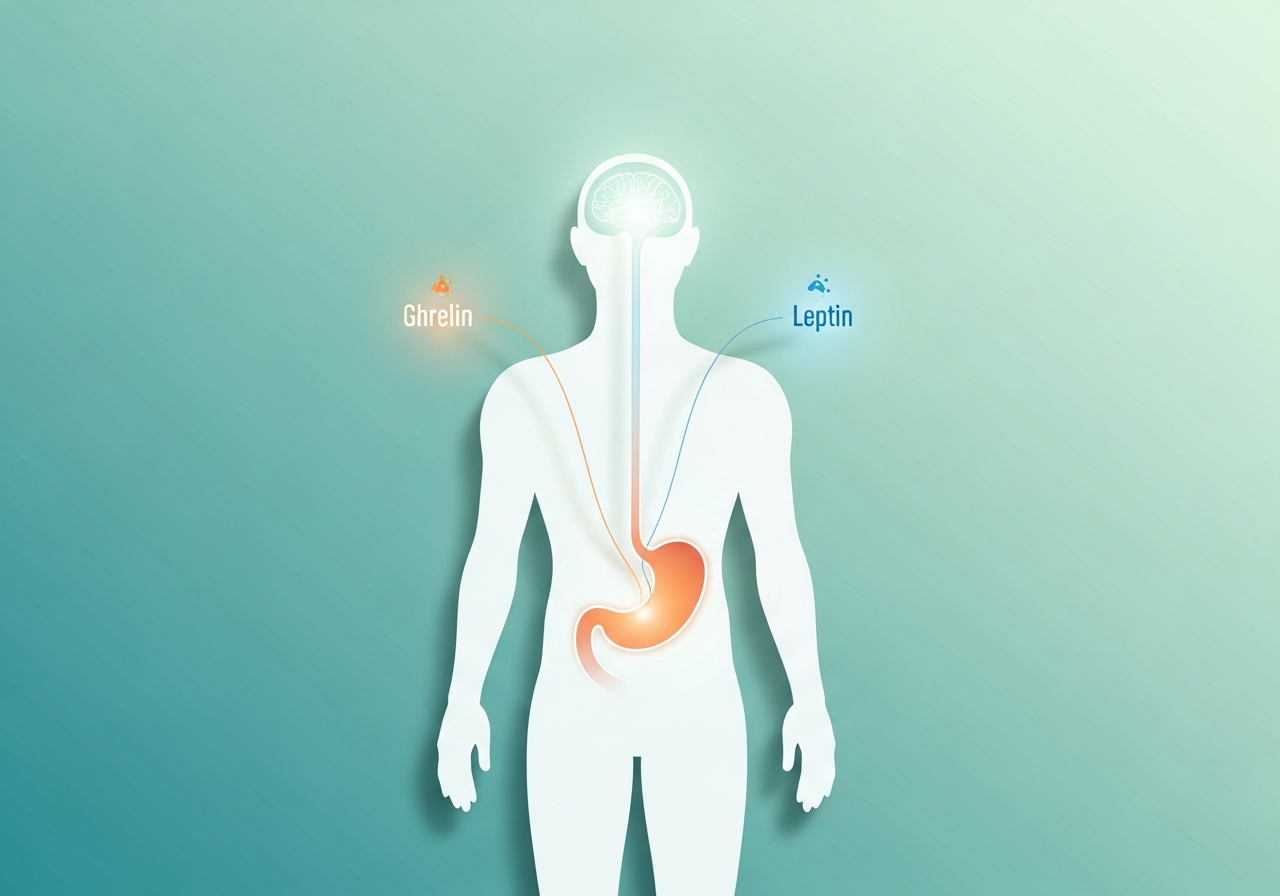 Conceptual illustration showing the brain and stomach connection involved in appetite regulation
